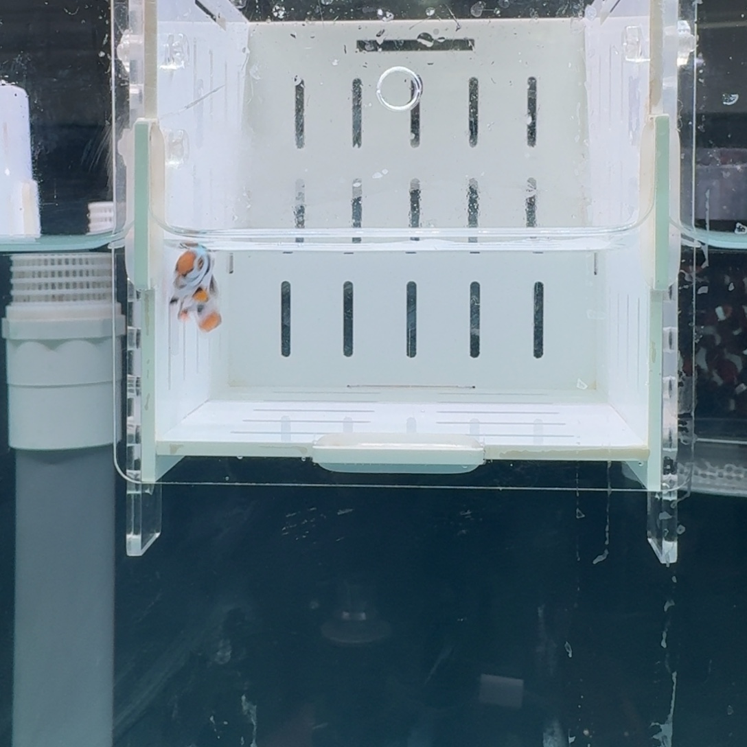 海水鱼黑卡鬼婆小丑鱼一条