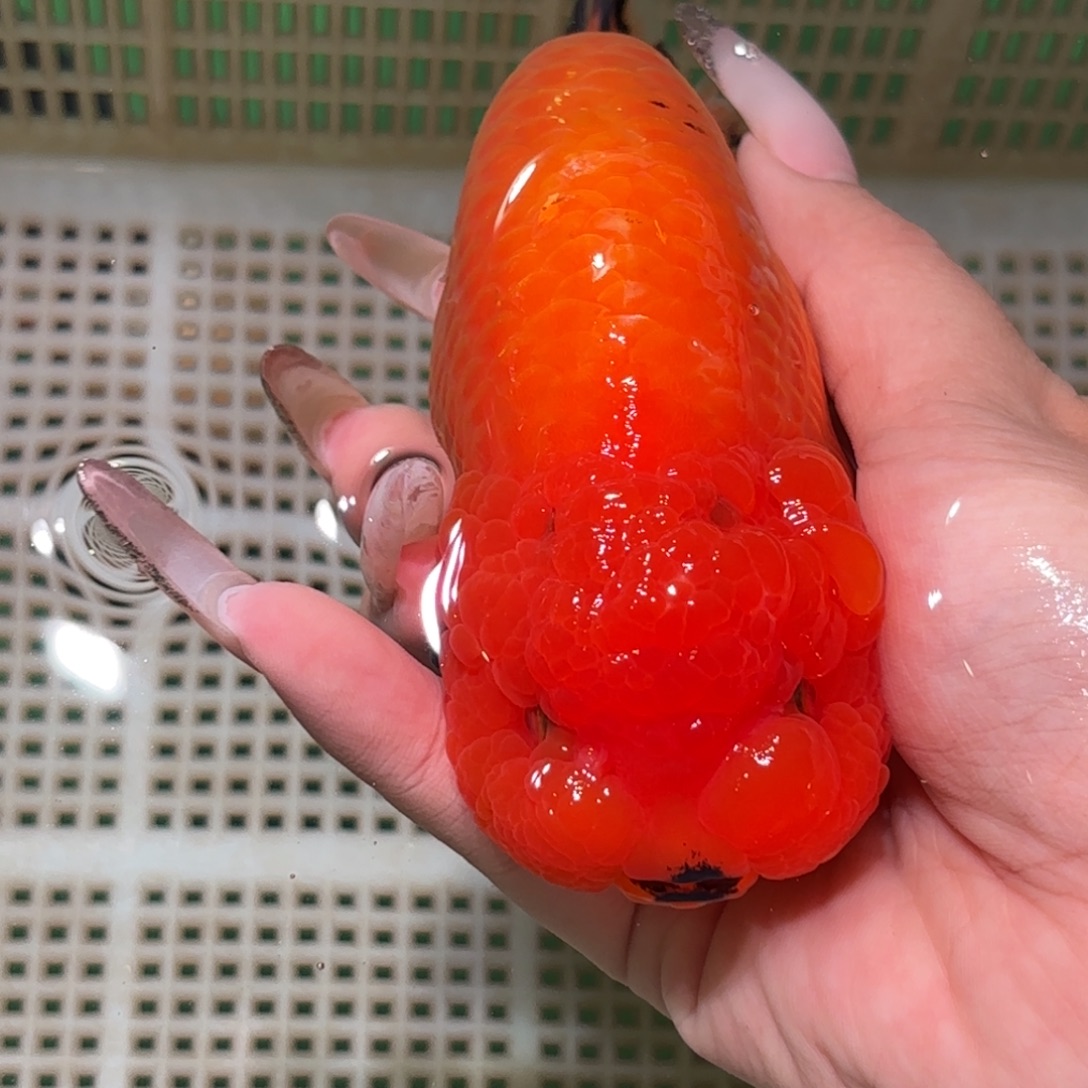 J***~金鱼拍包装包邮，不拍包装运费到付