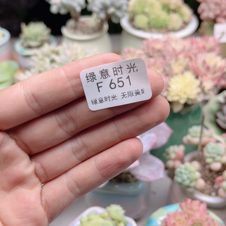 一***光651 寄养 一米阳光 发货