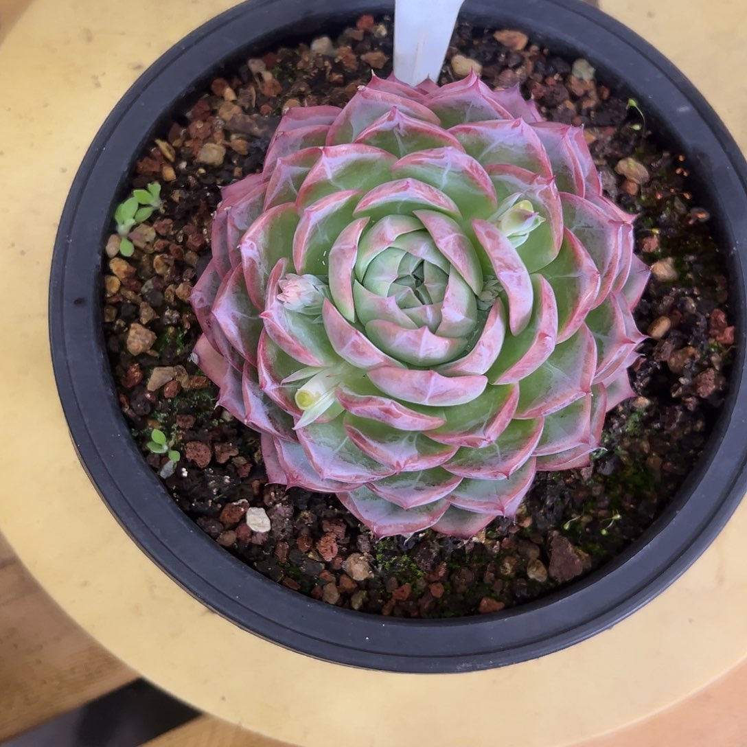 118惊鸿贝贝。 多肉。