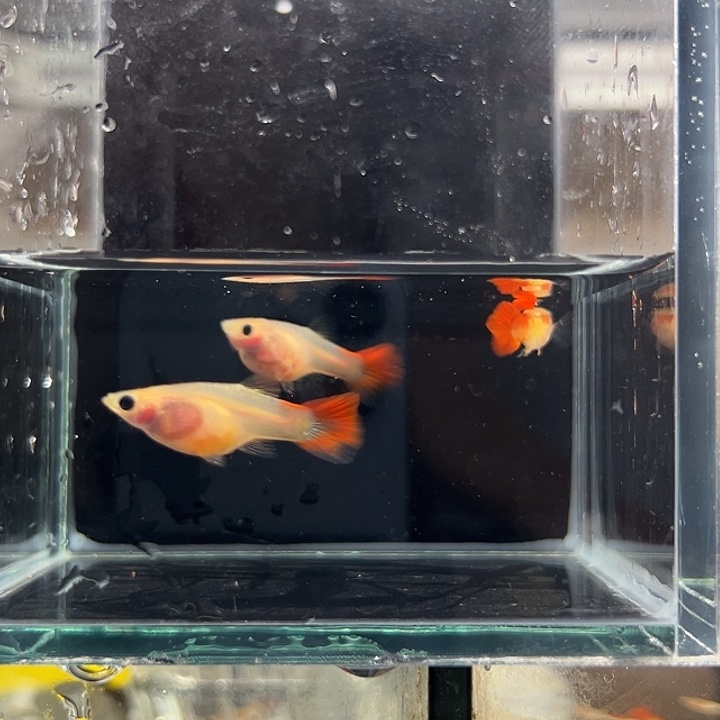 孔雀鱼琉璃1公2母