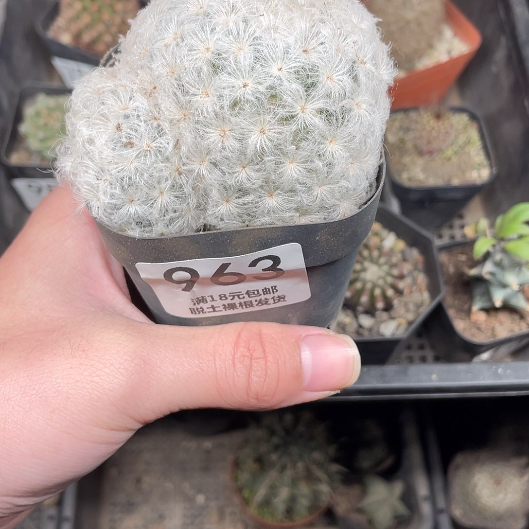 963高尔夫白星（满18包邮）