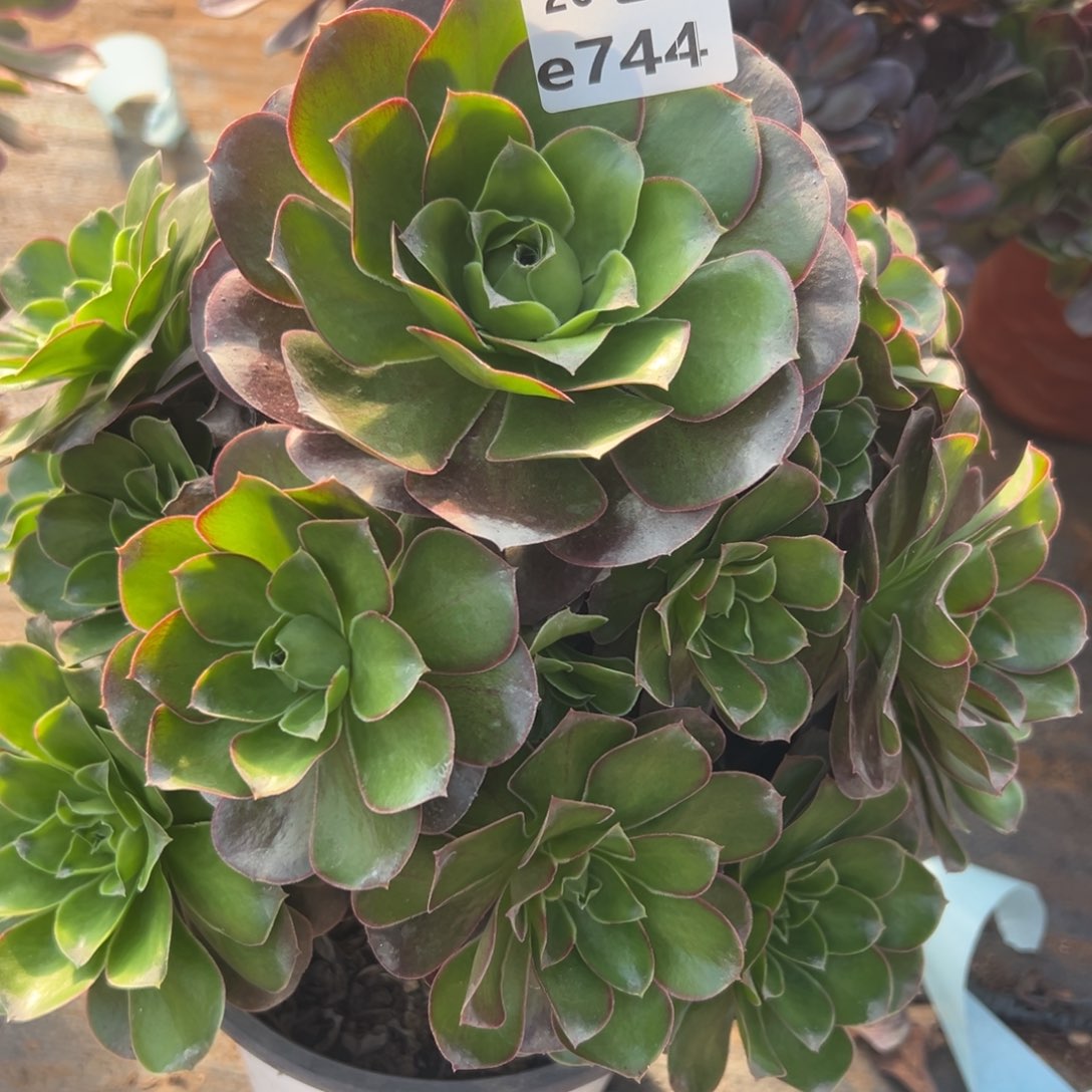 744魅金，满20包邮嘟叮熊