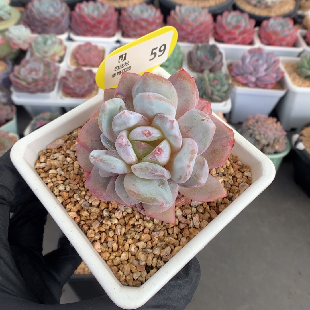 59 粉系梦露石化多肉
