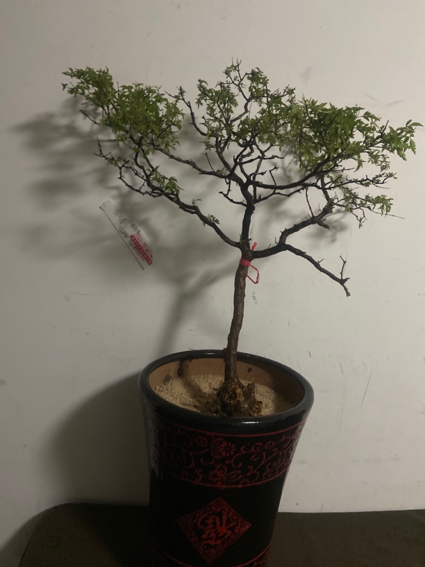 黄荆生桩一物一拍