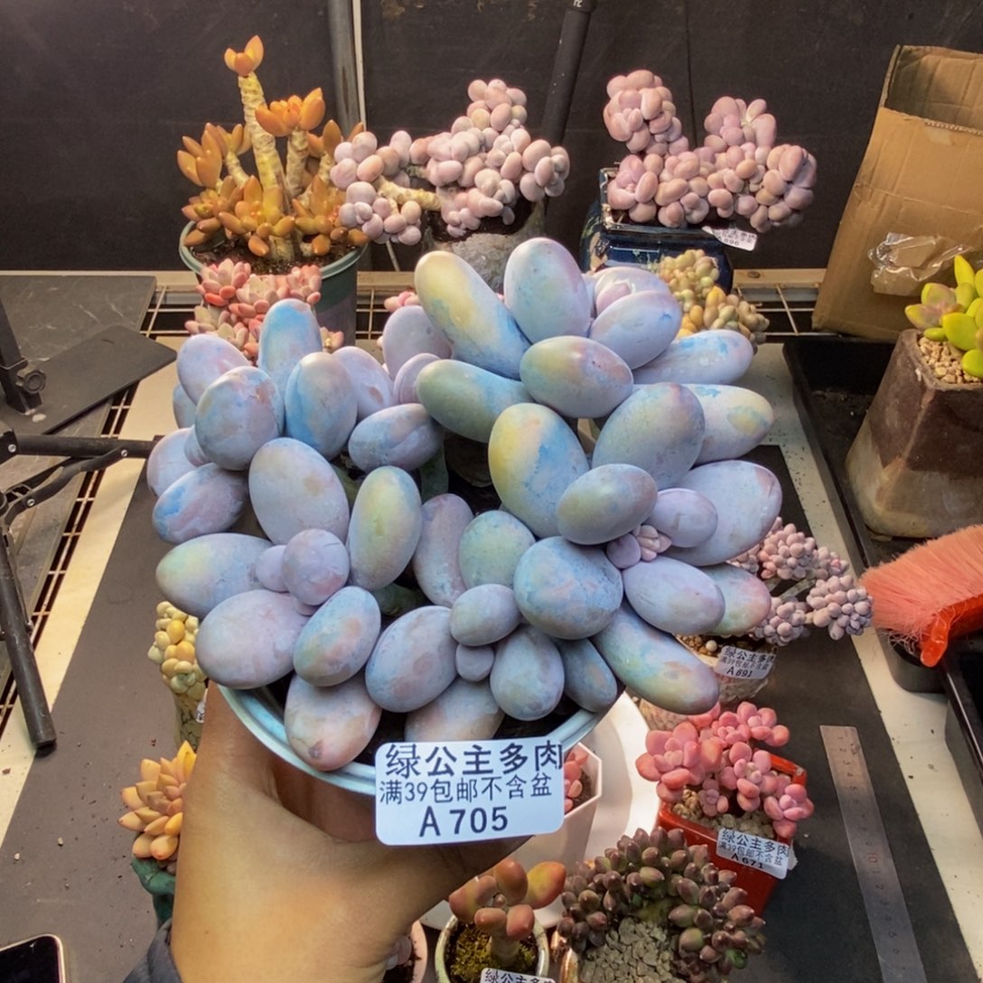 705水光针多肉13c m