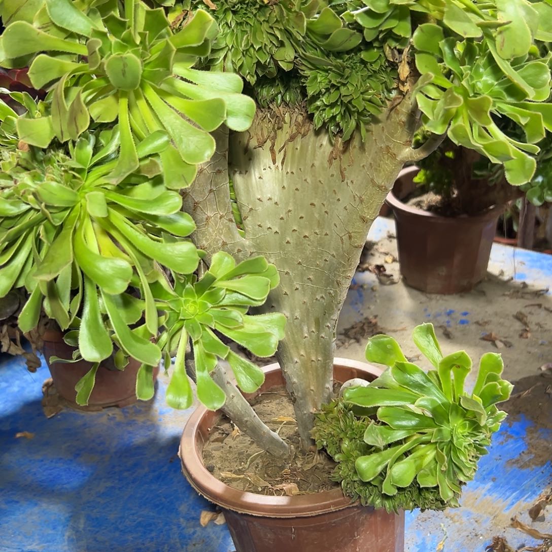 多肉341植物h始绿缀h