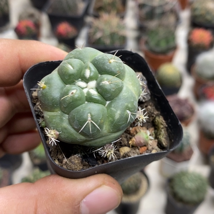 无刺象牙特价福利