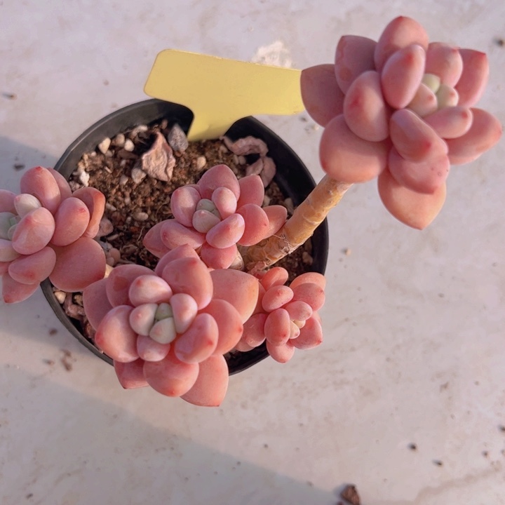 健健康康平平安安