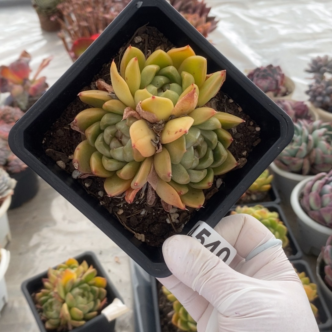 4540皮埃拉一物一拍