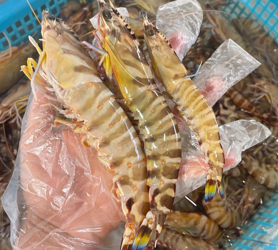 新鲜野生北海花虾红爪虾以直播为准