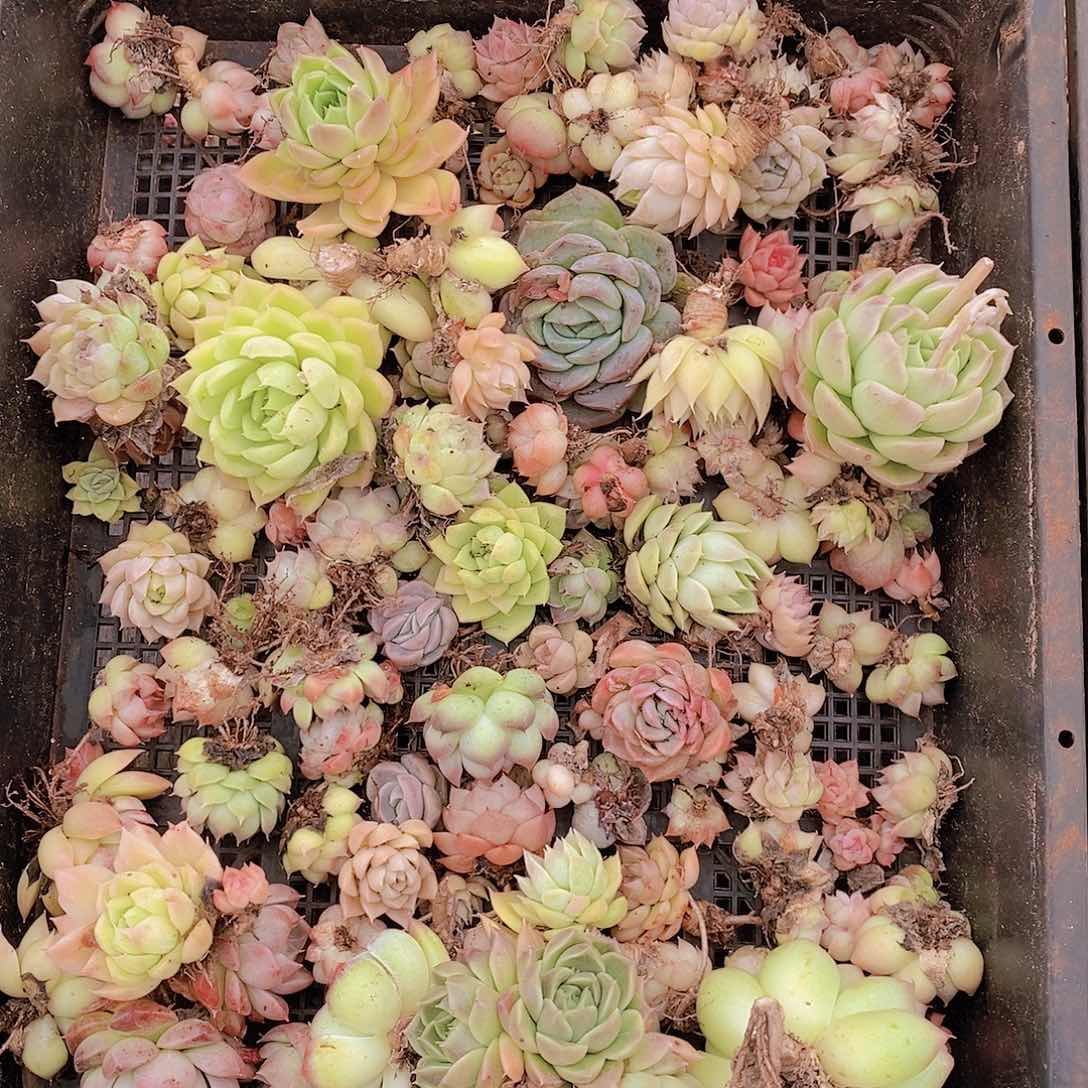 【闪购商品】云13号