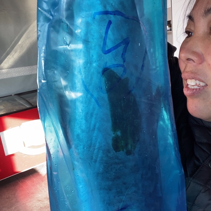 &****中国大陆渤海湾野生燕鲅鱼20号