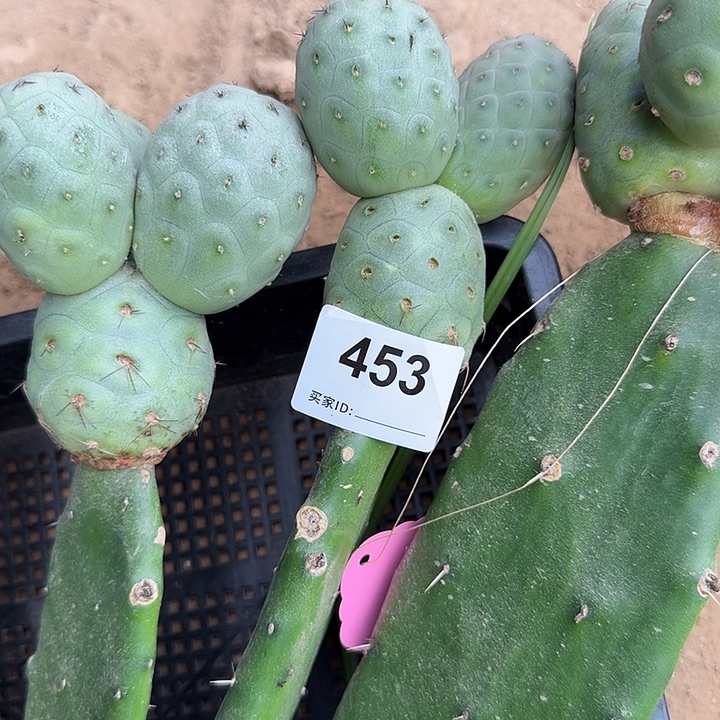 用***9苗接月球坑习志野453