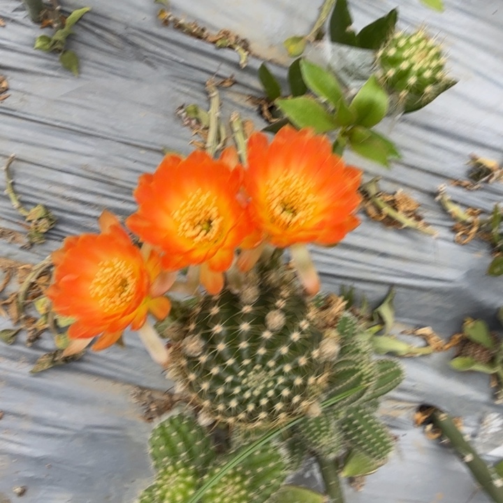 丽花仙人球仙人掌707