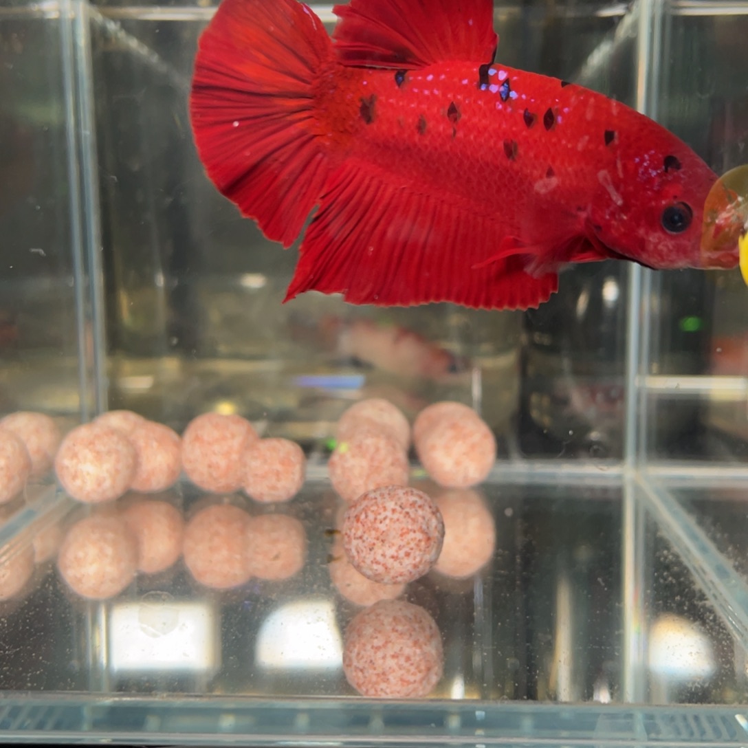 斗鱼12.29 巨斗 105