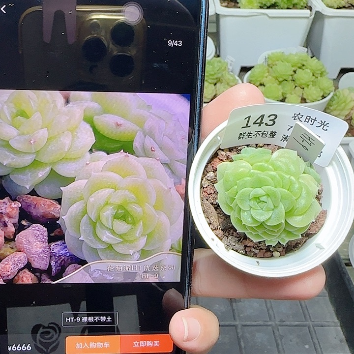 【闪购商品】0702-143（ht-9）