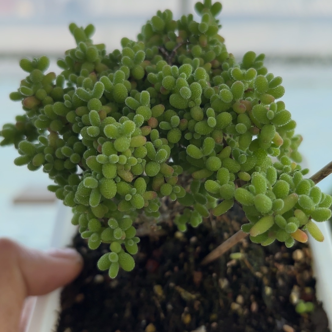 505蜜橘糖球枝干福利