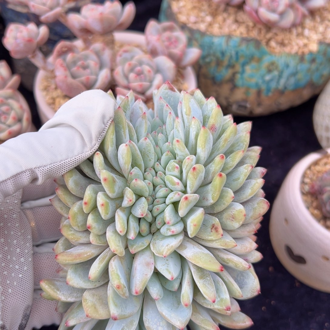 新年快乐 新年快乐