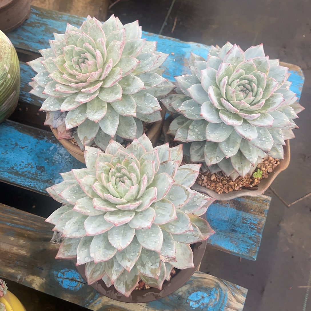 三颗粉蓝鸟裸根发货。    