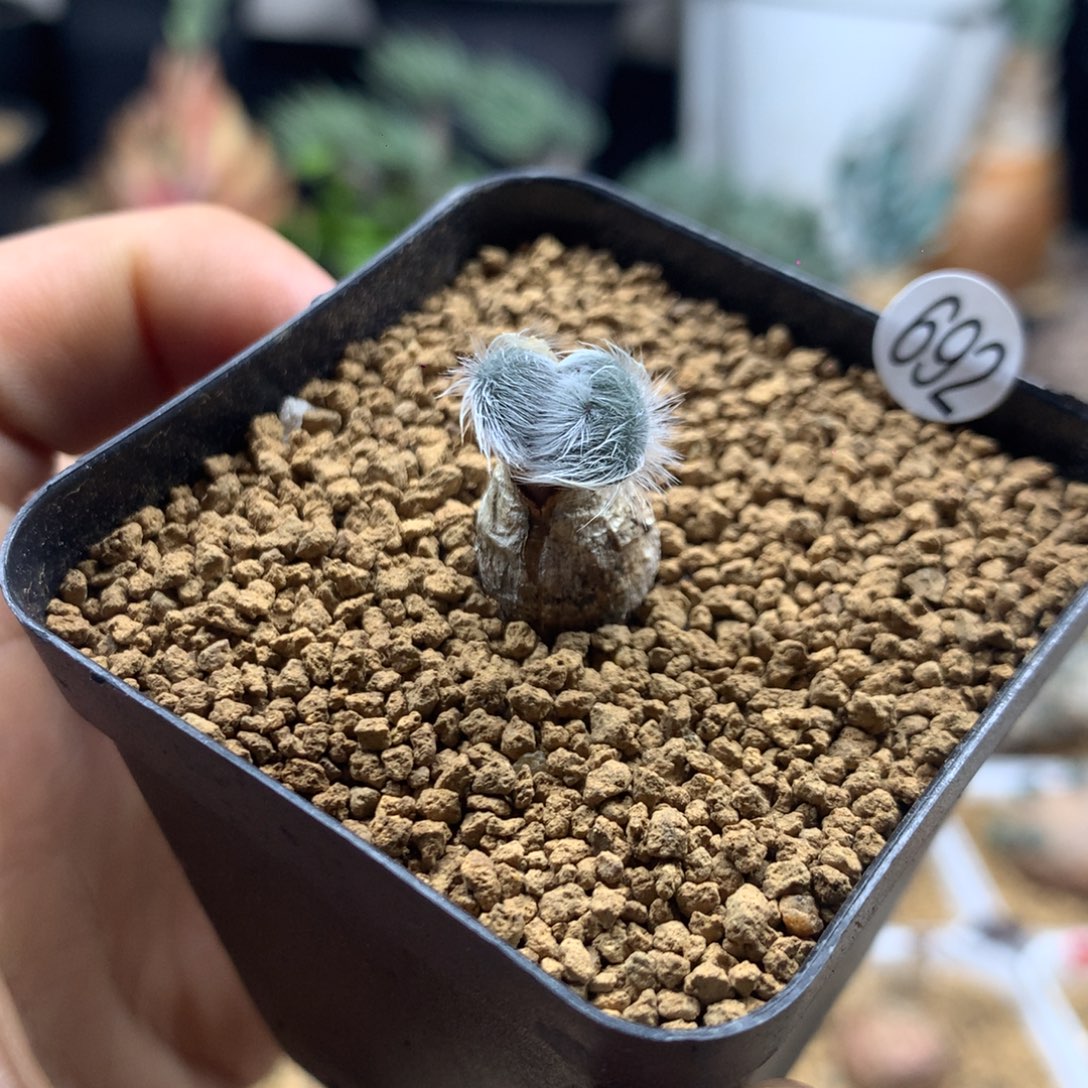 毛叶石蒜多肉带盆多肉692