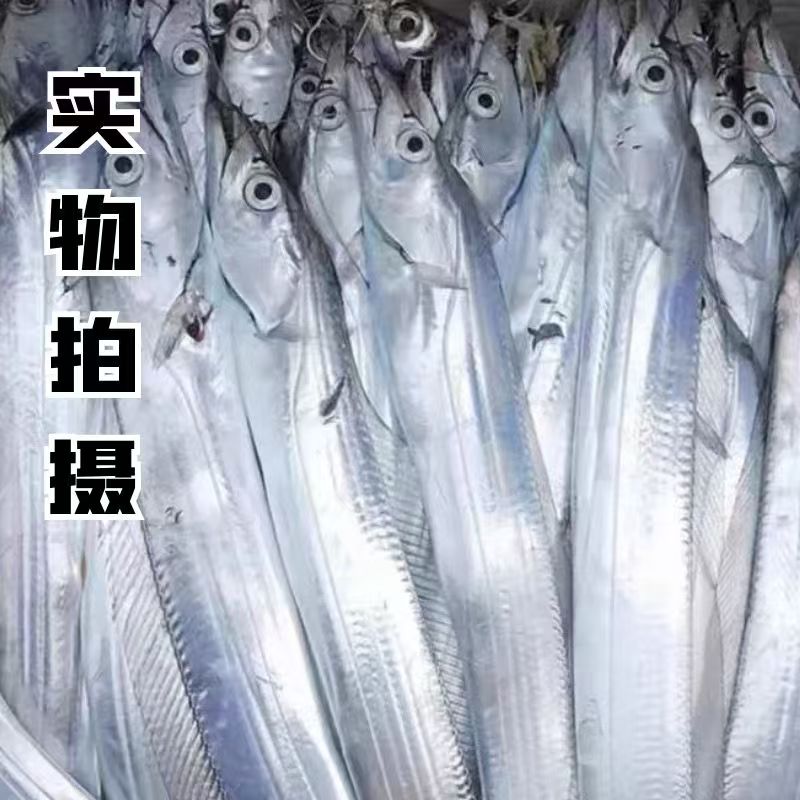 A大号带鱼【顺丰8条】到手8条：钓带鱼6条加两条合计四斤 5两左右/条