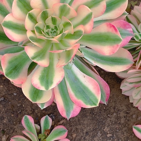 806粉女巫多肉植物