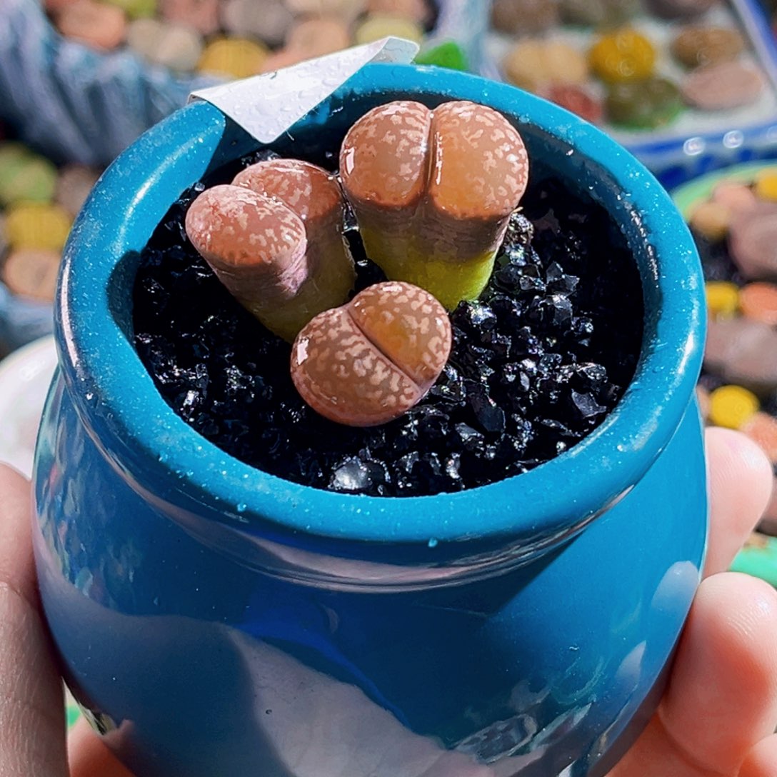 034生石花连盆带土包邮