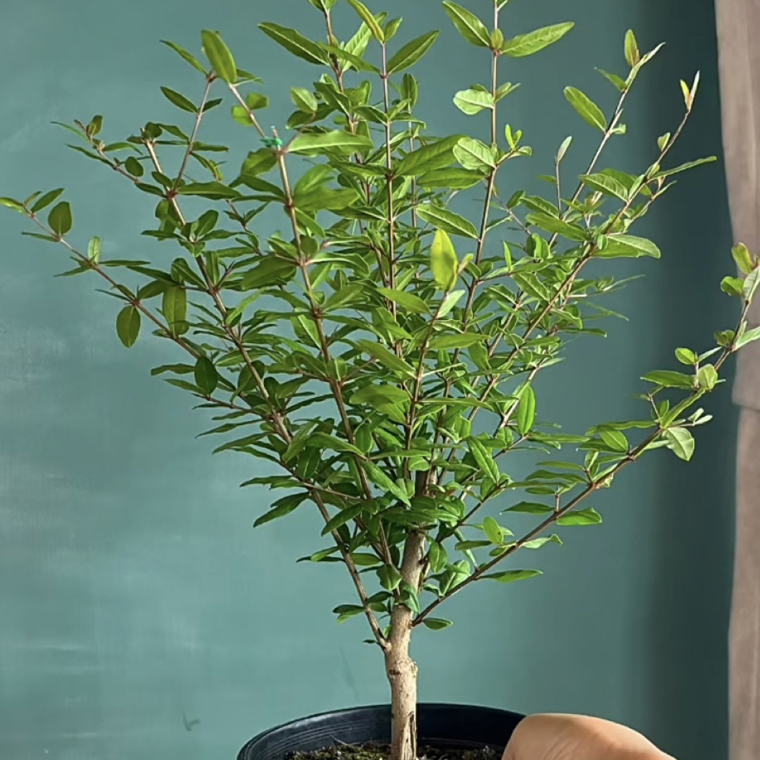 紫玉石榴盆栽带花带叶可室内外种植南北方