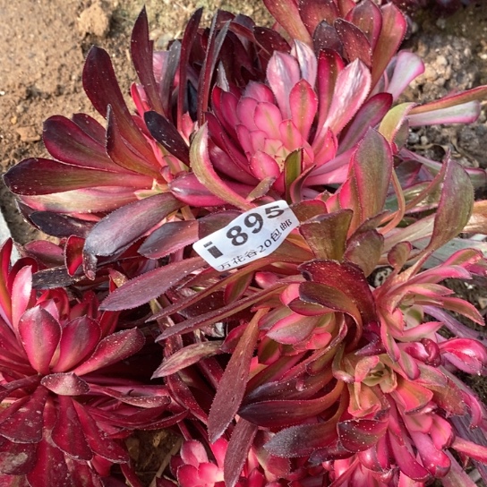 895四棵多肉植物