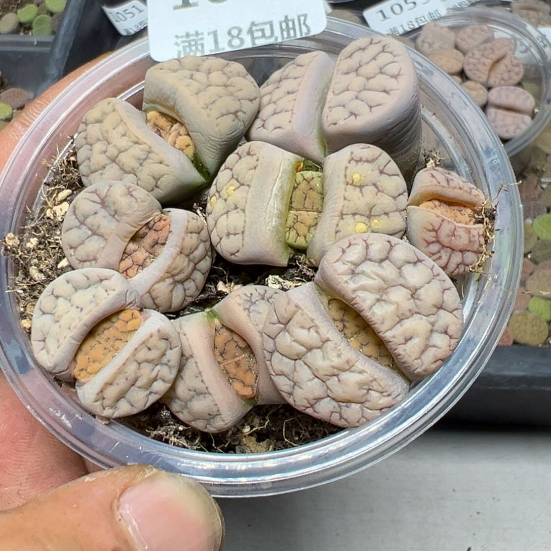 【闪购商品】 1060。    