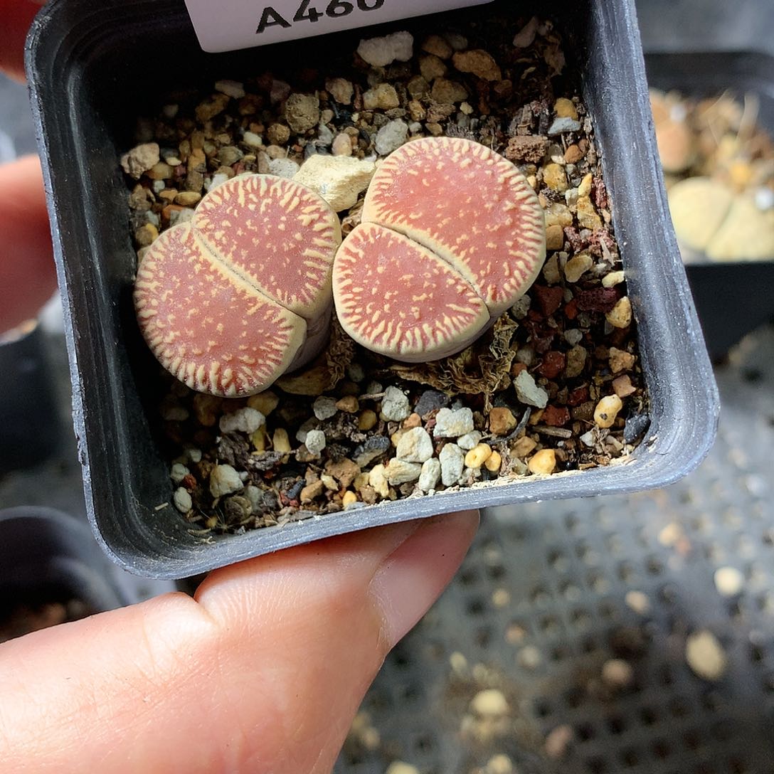 A460多肉植物保护研究所