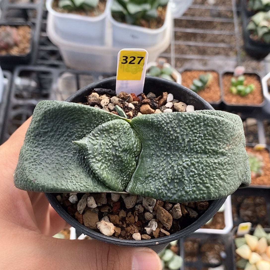 红陶实生卧牛母本