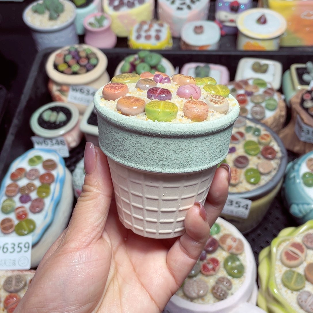 w6360 -零下地区拍保温箱-15支持寄养