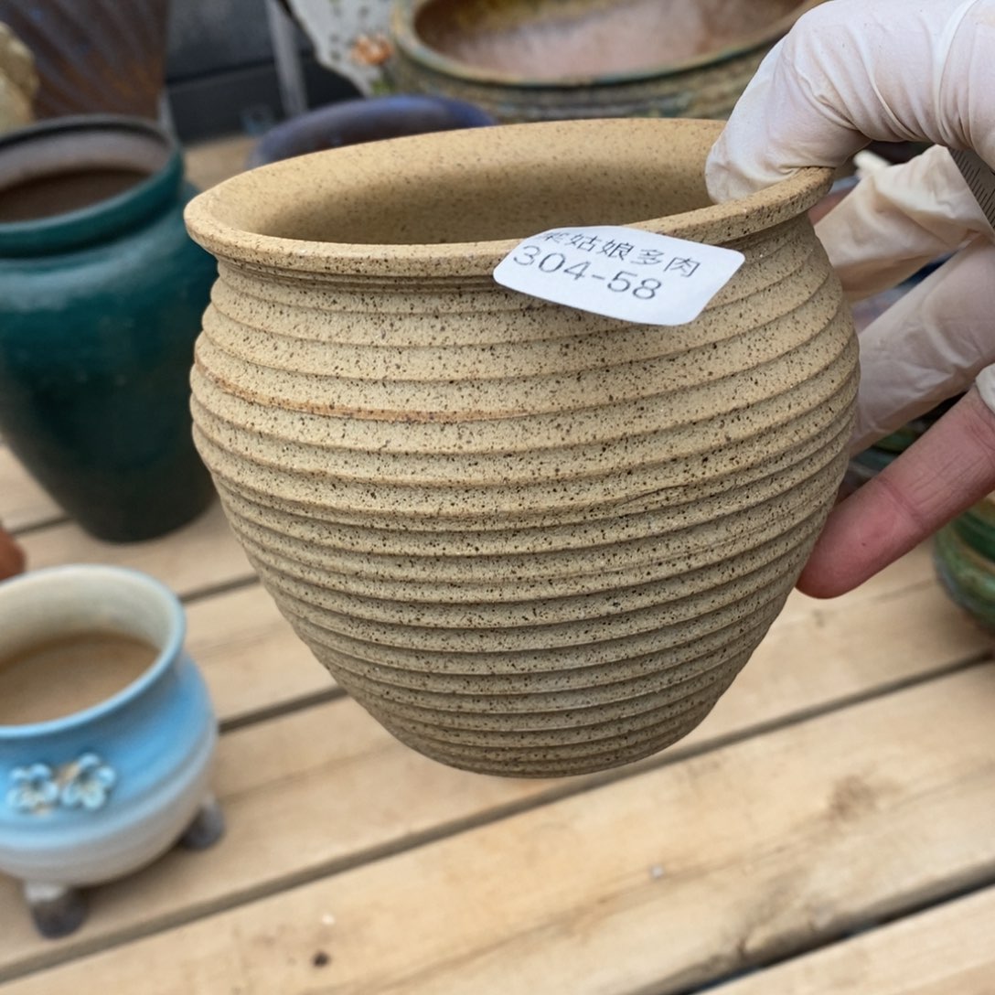 红陶玛**卡58号多肉盆一个呀