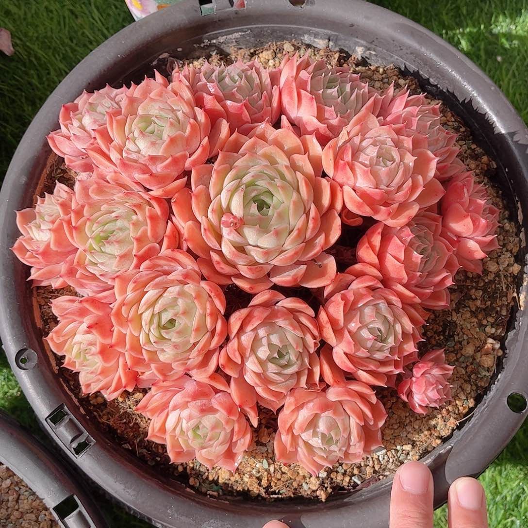 韩版昂斯洛精品多肉