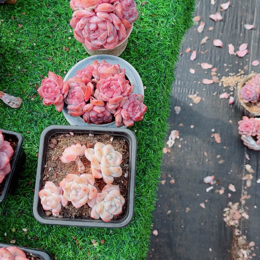 小*伴风靡园艺石榴籽星影群