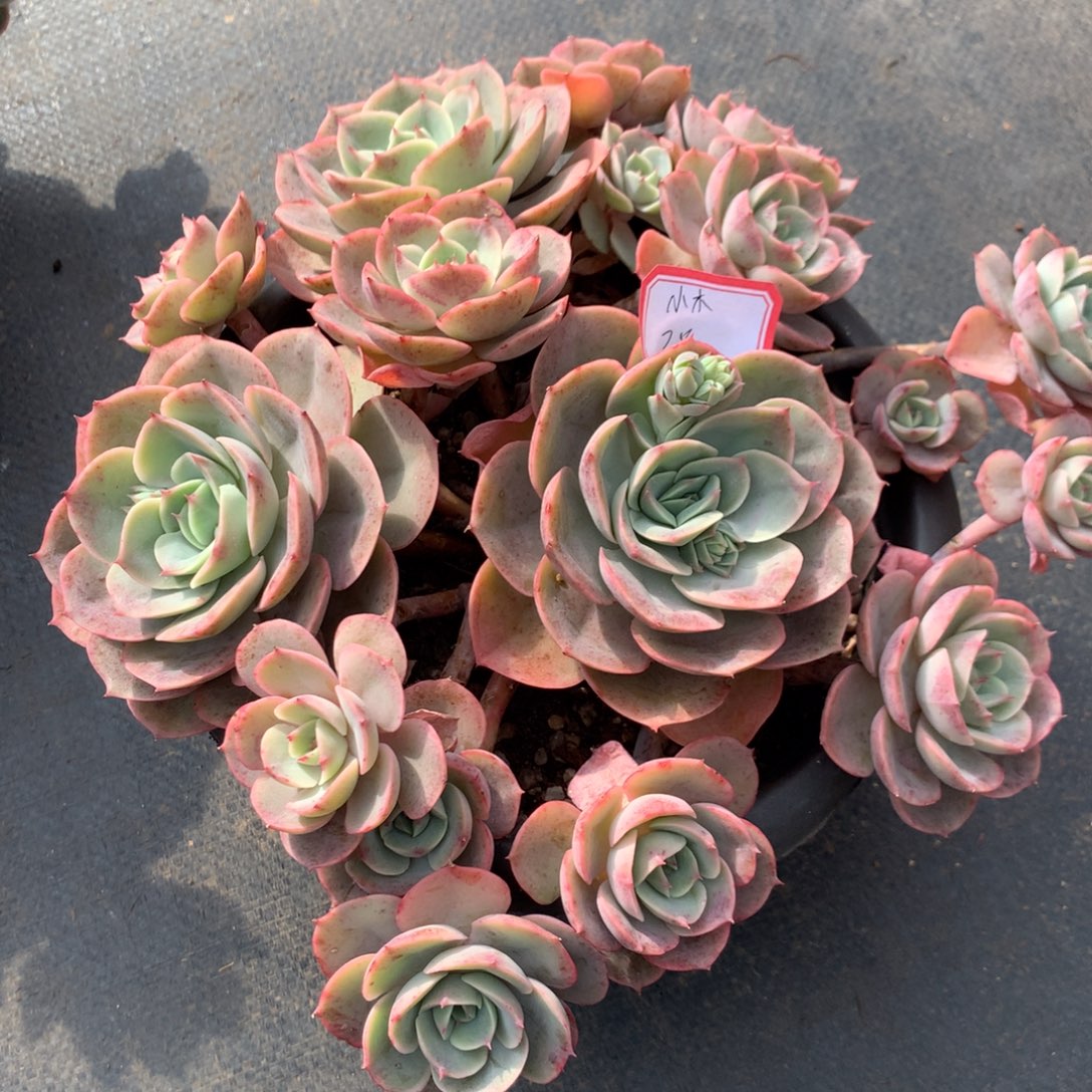 小***.蓝色苍鹭0000000000