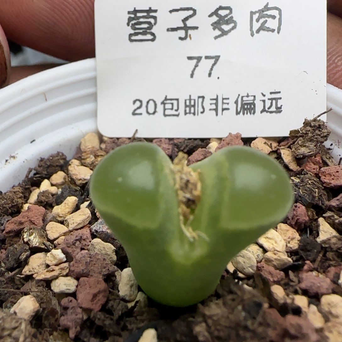 极窗400带盆土发货。