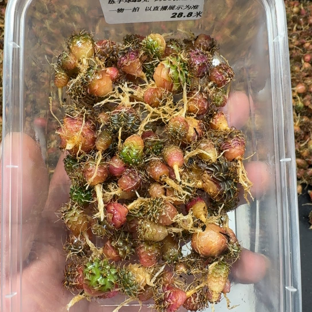 用***9米哈实生自然锦练手球150