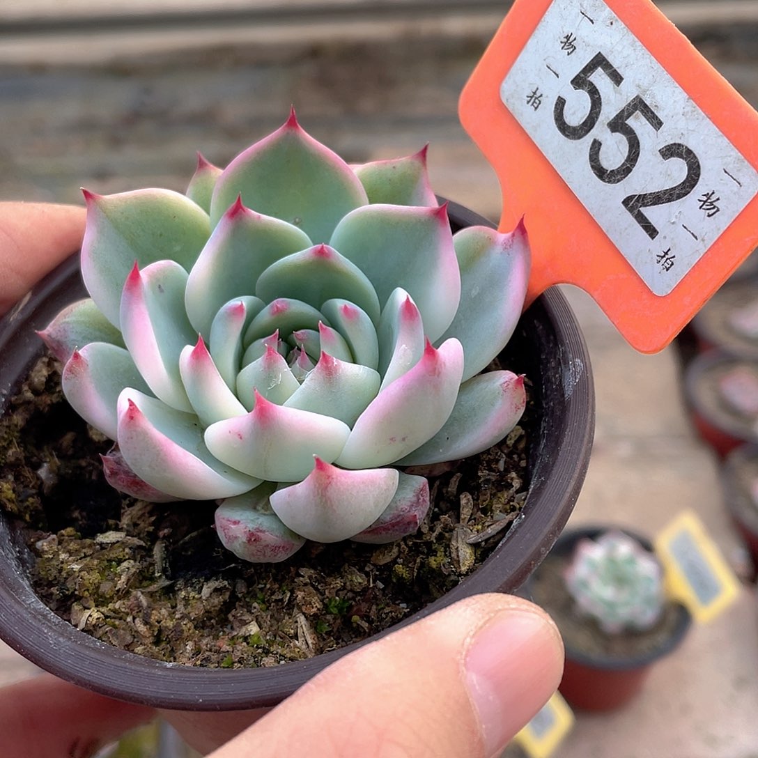 552号多肉植物的生长