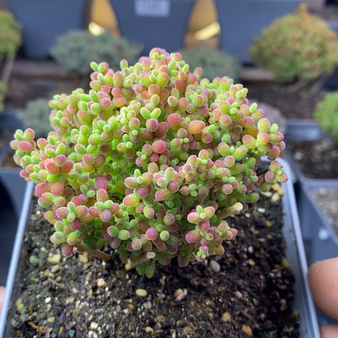 101蜜橘糖球枝干