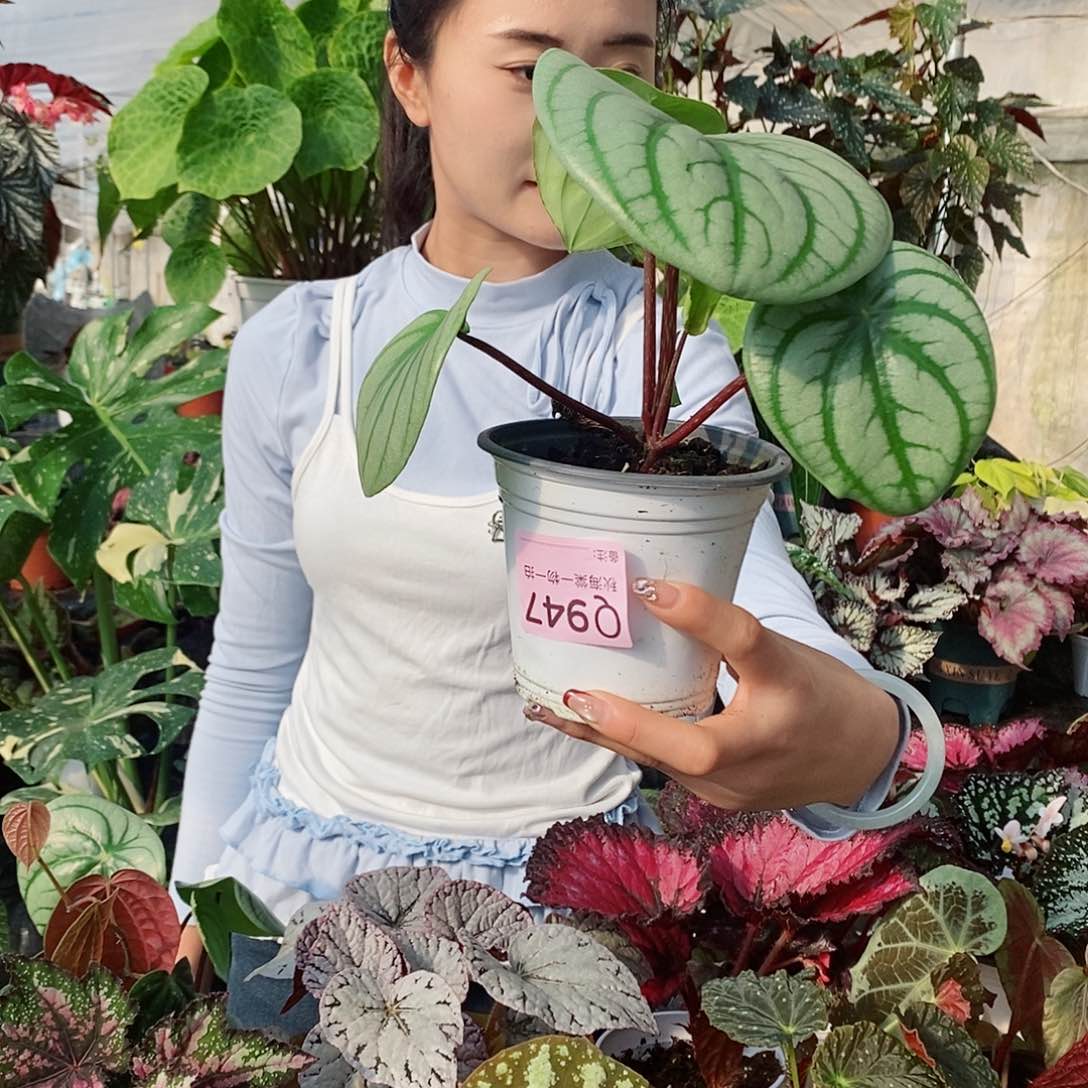 不开花植物刘****秋海棠947