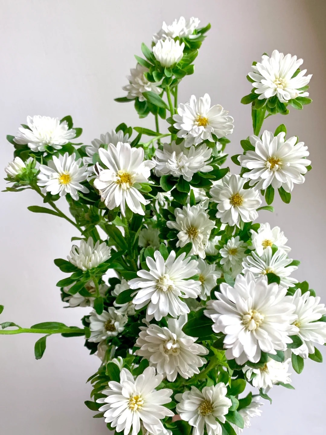 茜茜优选 白色翠菊 鲜花  稀有小众鲜花