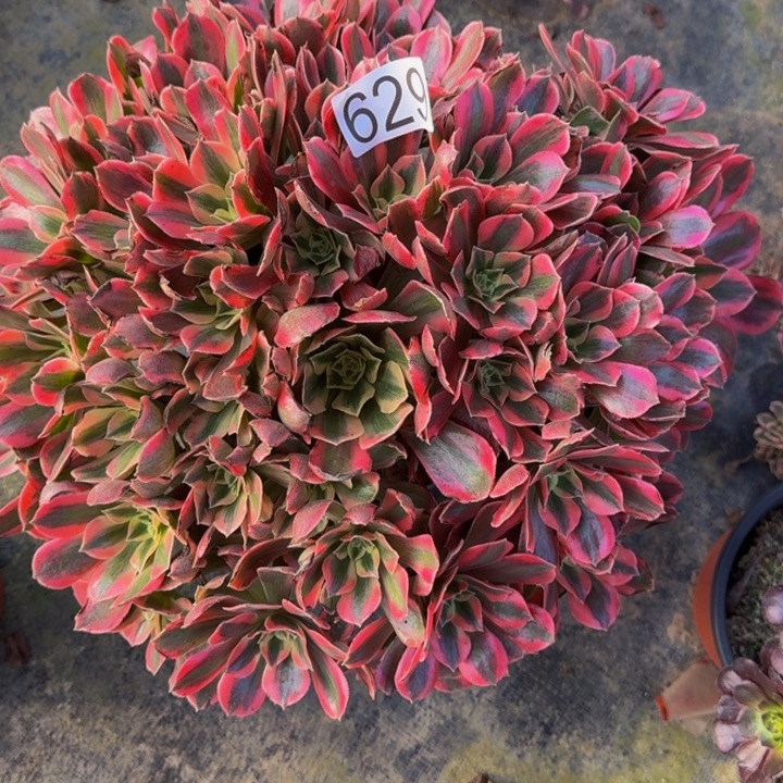 000000000000629女妖