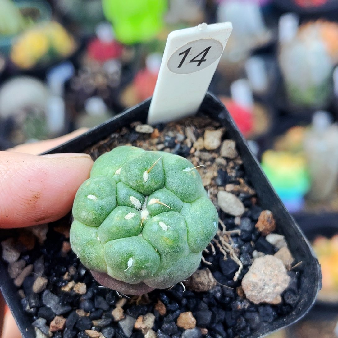 无刺象牙非偏远地区满25包邮仙人球