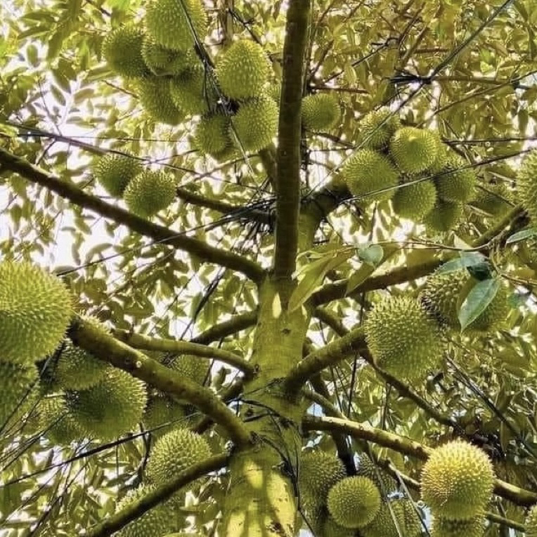 一物一拍 正品榴莲苗猫山王黑刺金枕
