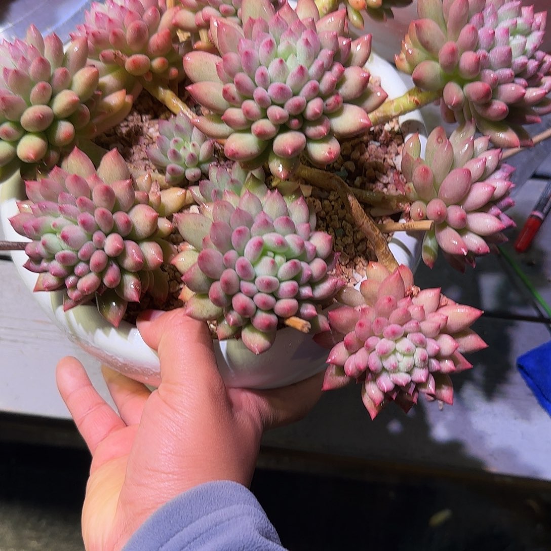 岩字所生多肉植物