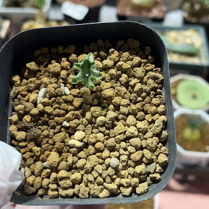 995波动雾冰玉块根