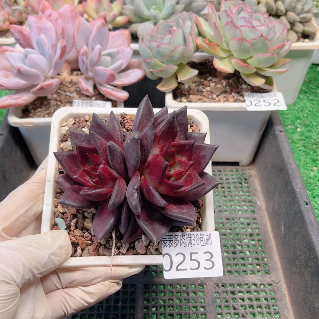 多肉一物一拍植物0253